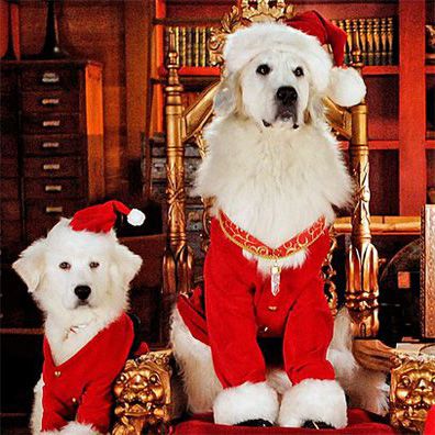 famous dog Santa Paws