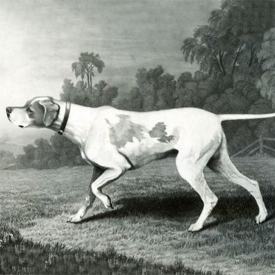 Sensation; famous dog in Westminster Kennel Club Dog Show