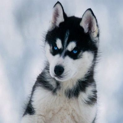 Shasta; famous dog in movie, Snow Buddies