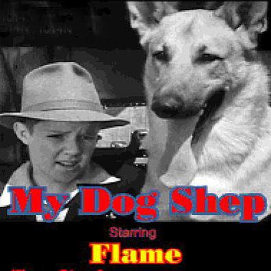 Shep; famous dog in movie, My Dog Shep