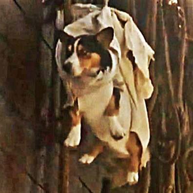 Skipper; famous dog in movie, Robinson Crusoe