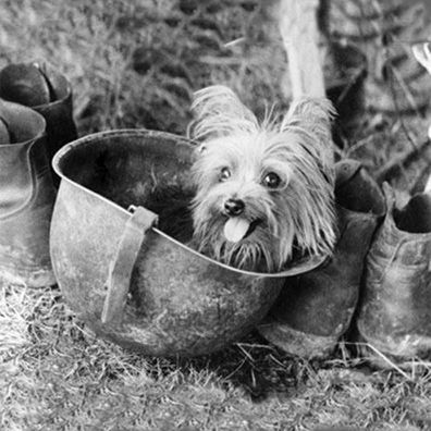 Smoky; famous dog in World War II