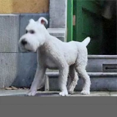 Snowy; famous dog in movie, book, TV, comics, The Adventures of Tintin