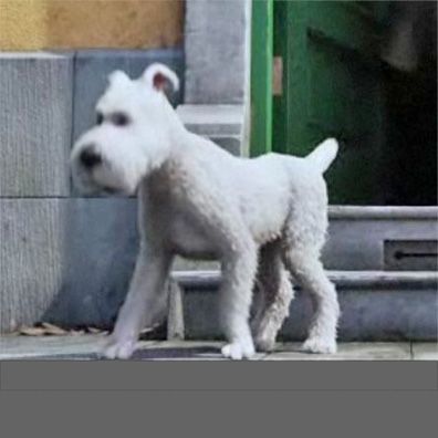 Name of tintin's dog sales