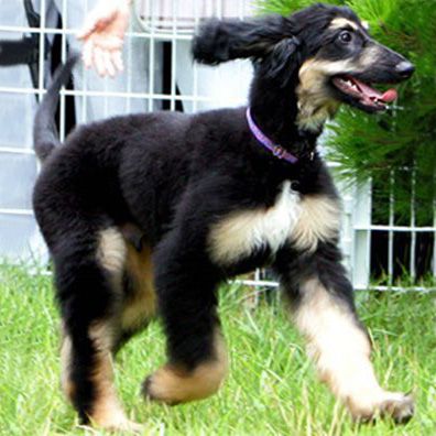 Snuppy; famous dog in first cloned dog
