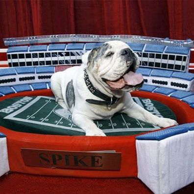 Spike; famous dog in movie, The Game Plan