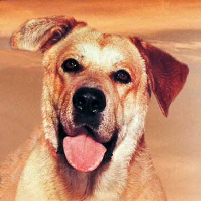 Spike; famous dog in Old Yeller