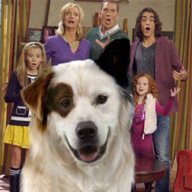 Stan; famous dog in TV, Dog With a Blog