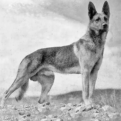 Strongheart; famous dog in movie, White Fang