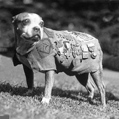 Stubby; famous dog in movie, Sgt._Stubby:_An_American_Hero