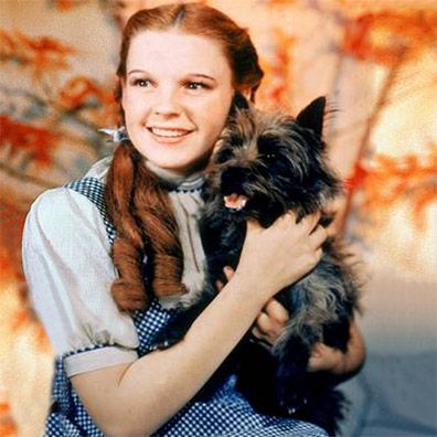 Toto; famous dog in movie, book, The Wonderful Wizard of Oz