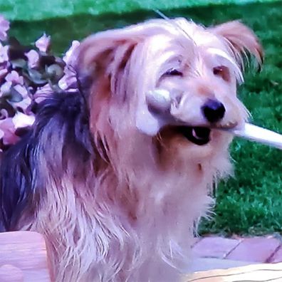 Vince; famous dog in movie, The Burbs