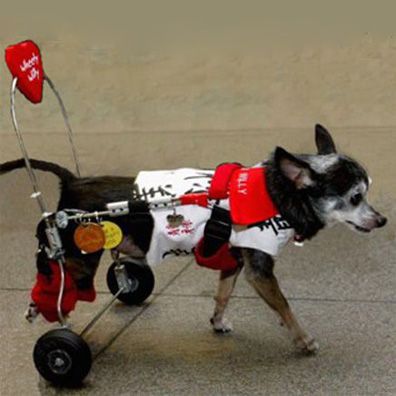 Wheely Willy; famous dog in book, paraplegic chihuahua on wheels