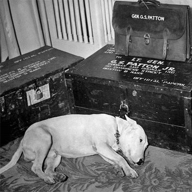 Willie; famous dog in movie, George S. Patton