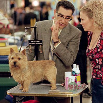 Winky; famous dog in movie, Best in Show