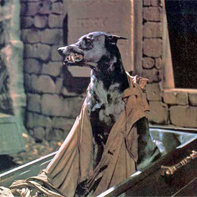 Zoltan; famous dog in movie, Zoltan Hound of Dracula