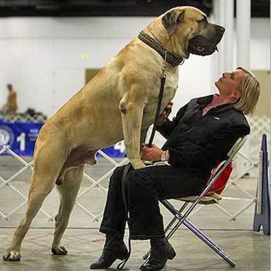 Zorba; famous dog in heaviest dog