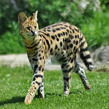 Serval cat