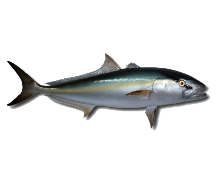 amberjack