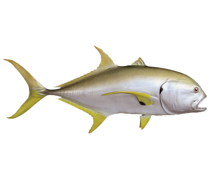 crevalle jack