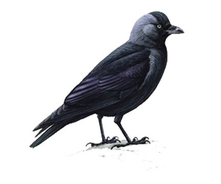 jackdaw