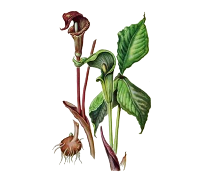 jack-in-the-pulpit