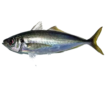 jack mackerel
