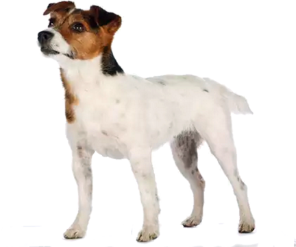 Jack Russell terrier