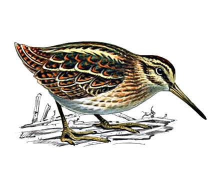 jack snipe