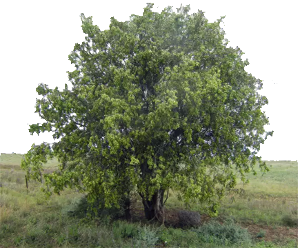 supplejack tree