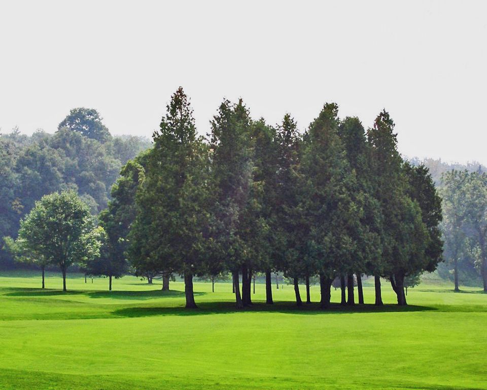 free photos, A Clique of Trees