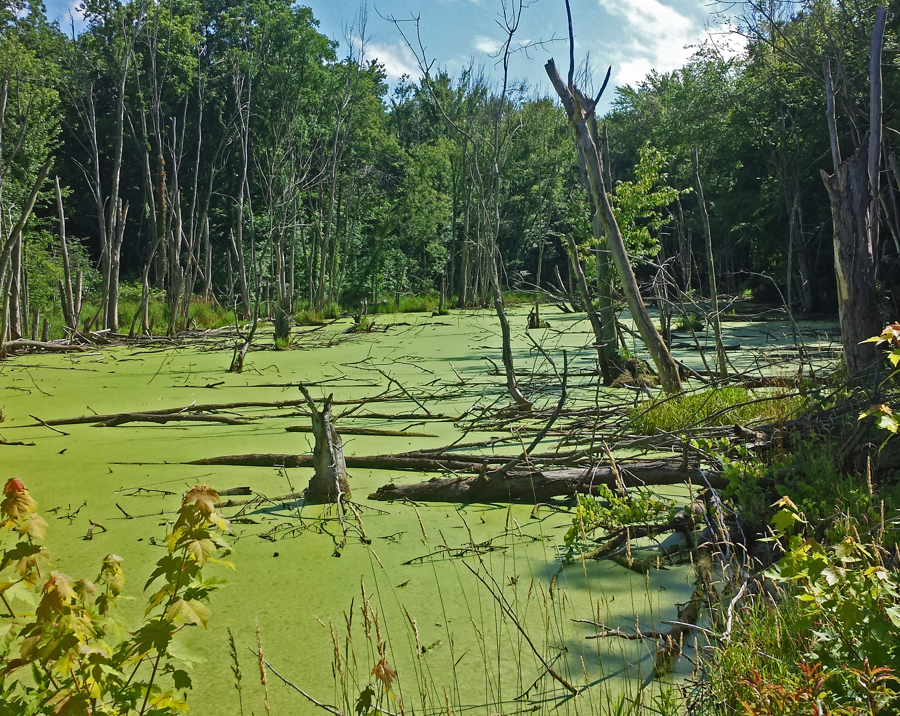 free photos, Bright Bog