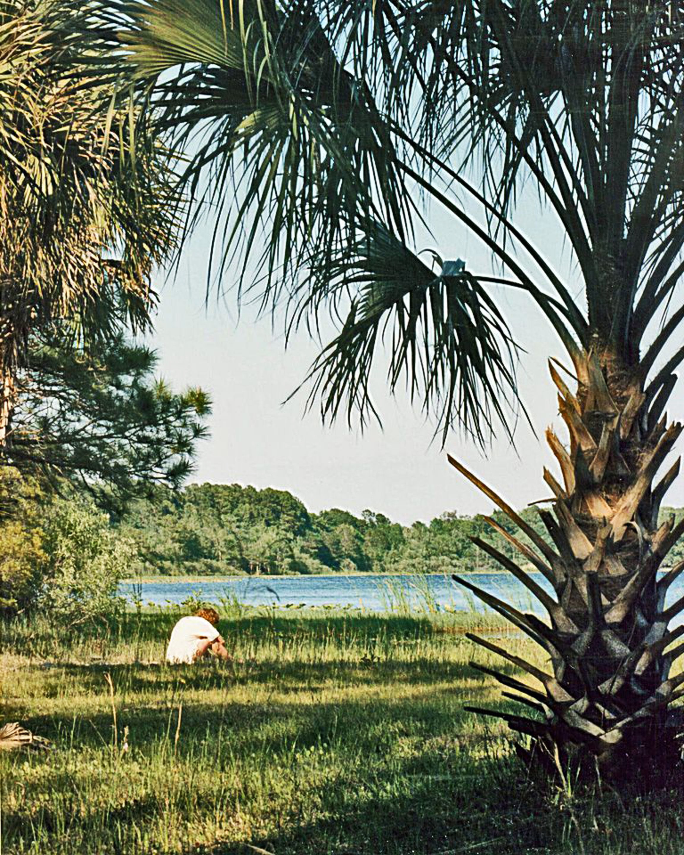 free photos, Palm Tree