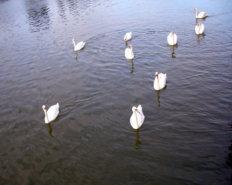 free photos, Swan Parade