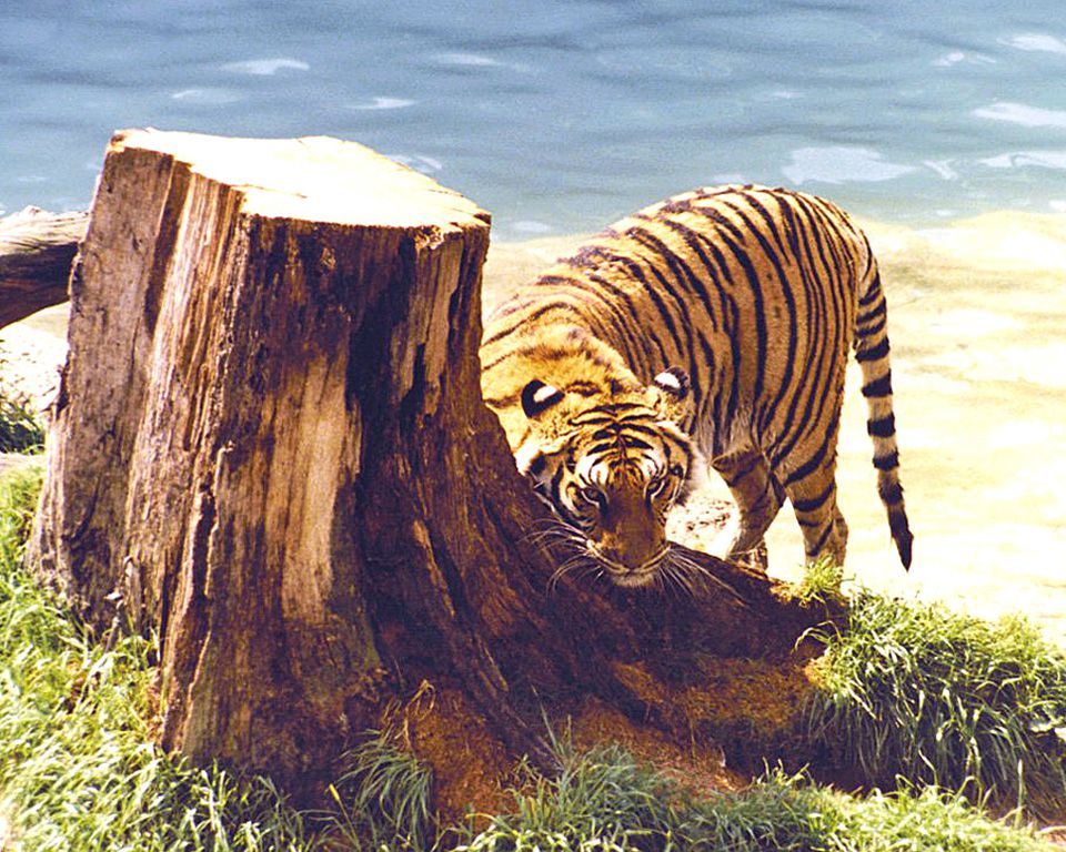 free photos, Tiger