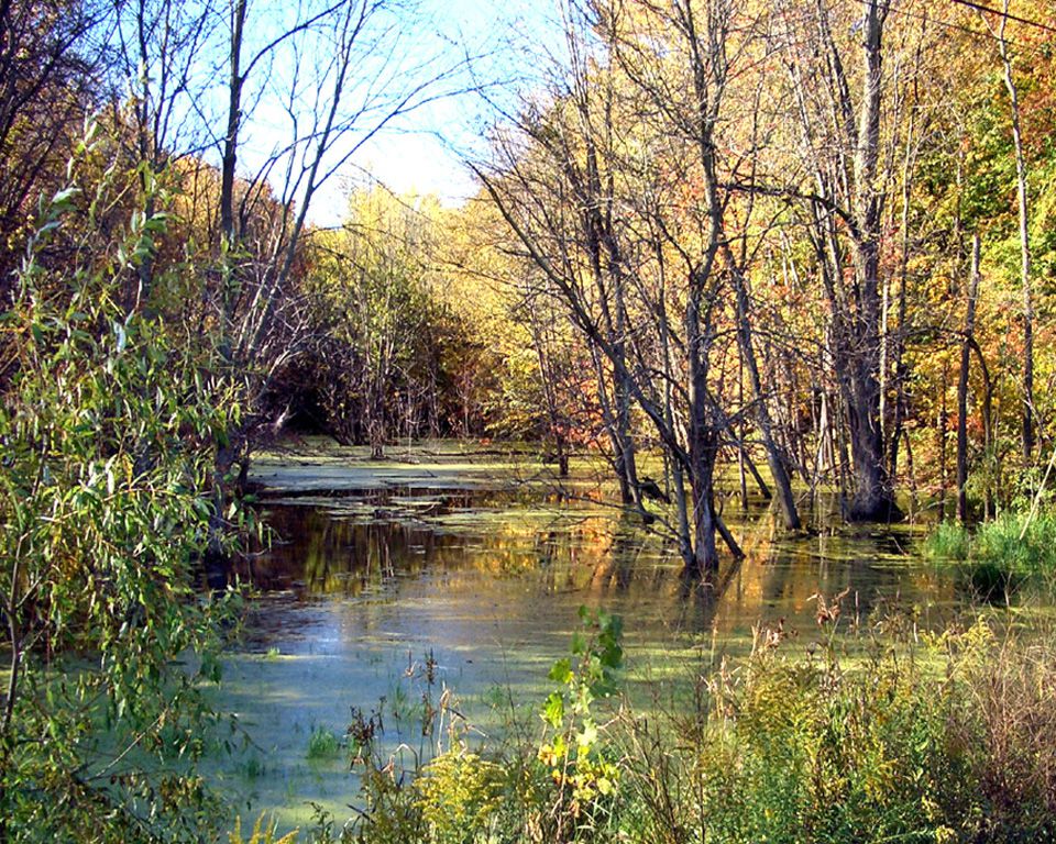 free photos, Wetlands